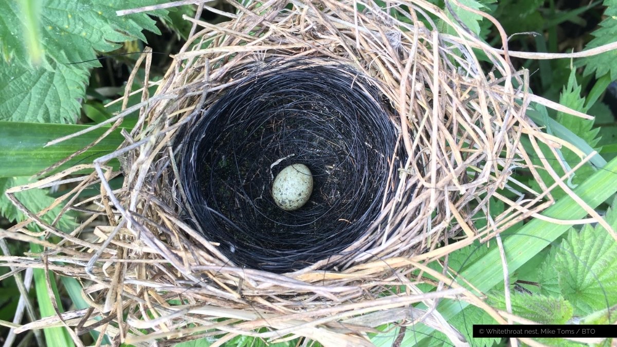 Even natural material can be a problem for nesting birds. Horse hair, such as this in a Whitethroat nest, can get caught around the legs and trap young birds. #SpringWatch <a href="/BBCSpringwatch/">BBC Springwatch</a>
