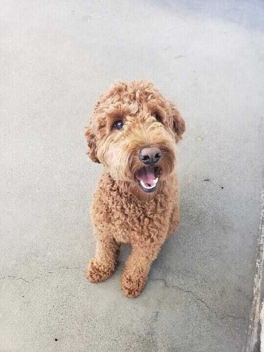 WorldCarePet's tweet photo. Meet Ralphie, one of our domestic travelers! He's on his way to Raleigh, North Carolina from Seattle. 

Safe Travels, Ralphie! 

#worldcarepet #travelingwithworldcare #dogs #dogsoftwitter #petmovers https://t.co/ZNdZQfSJZ8