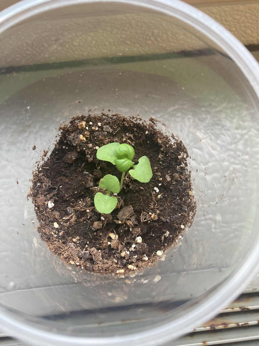 erinwp's tweet photo. Late start ...Letβs call it a win! #AgChallenge #basil #PinewoodES
@GaryWerner10 @BCPSSci https://t.co/cCcFQ8JSz7