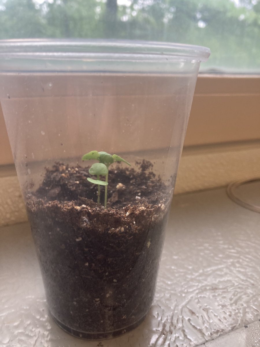 erinwp's tweet photo. Late start ...Letβs call it a win! #AgChallenge #basil #PinewoodES
@GaryWerner10 @BCPSSci https://t.co/cCcFQ8JSz7