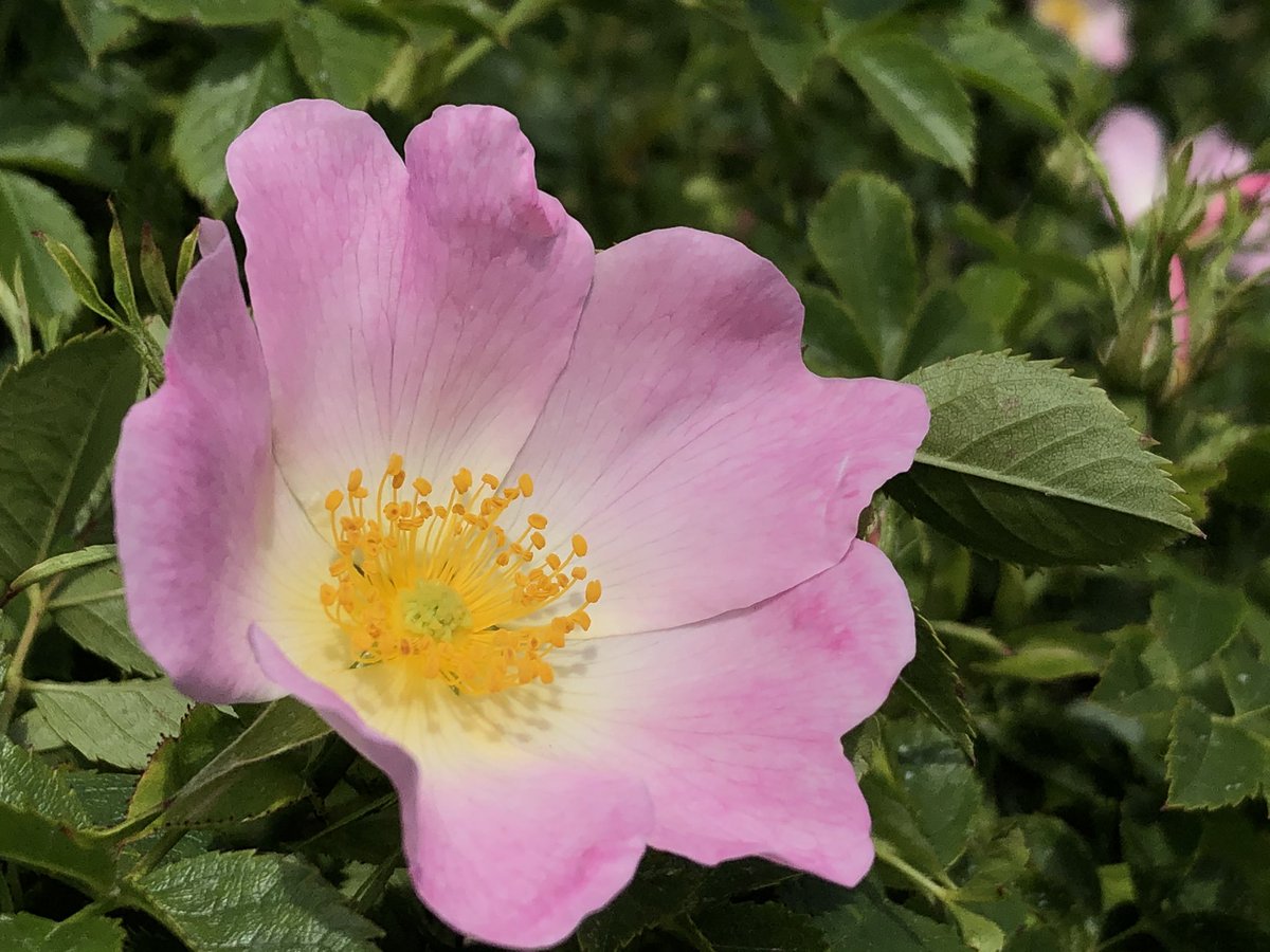 Patrick_Kunkel's tweet image. ...aber man darf einen #TwitterTag niemals mit bösen Gedanken beenden...
😎👍🏼
#EsIstNurTwitter