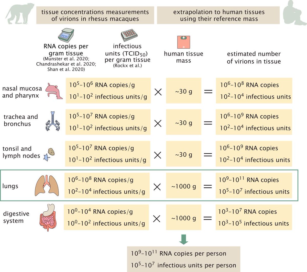 During peak infection with SARS-CoV-2, a person carries between 1 billion and 100 billion virions with a total mass of no more than 0.1 mg, suggesting that the sum of all virions currently in human hosts could have a total mass up to 10 kg. In PNAS: ow.ly/QMD950F2qgq