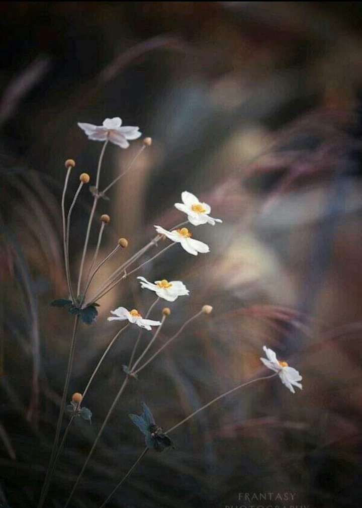 .
." القلوبُ أغصانٌ تميلُ مع أيِّ كلمة . . 
فاجعل كلماتِكَ نسيماً يَجبُر، لا رياحاً تَكسِر ".🥀.