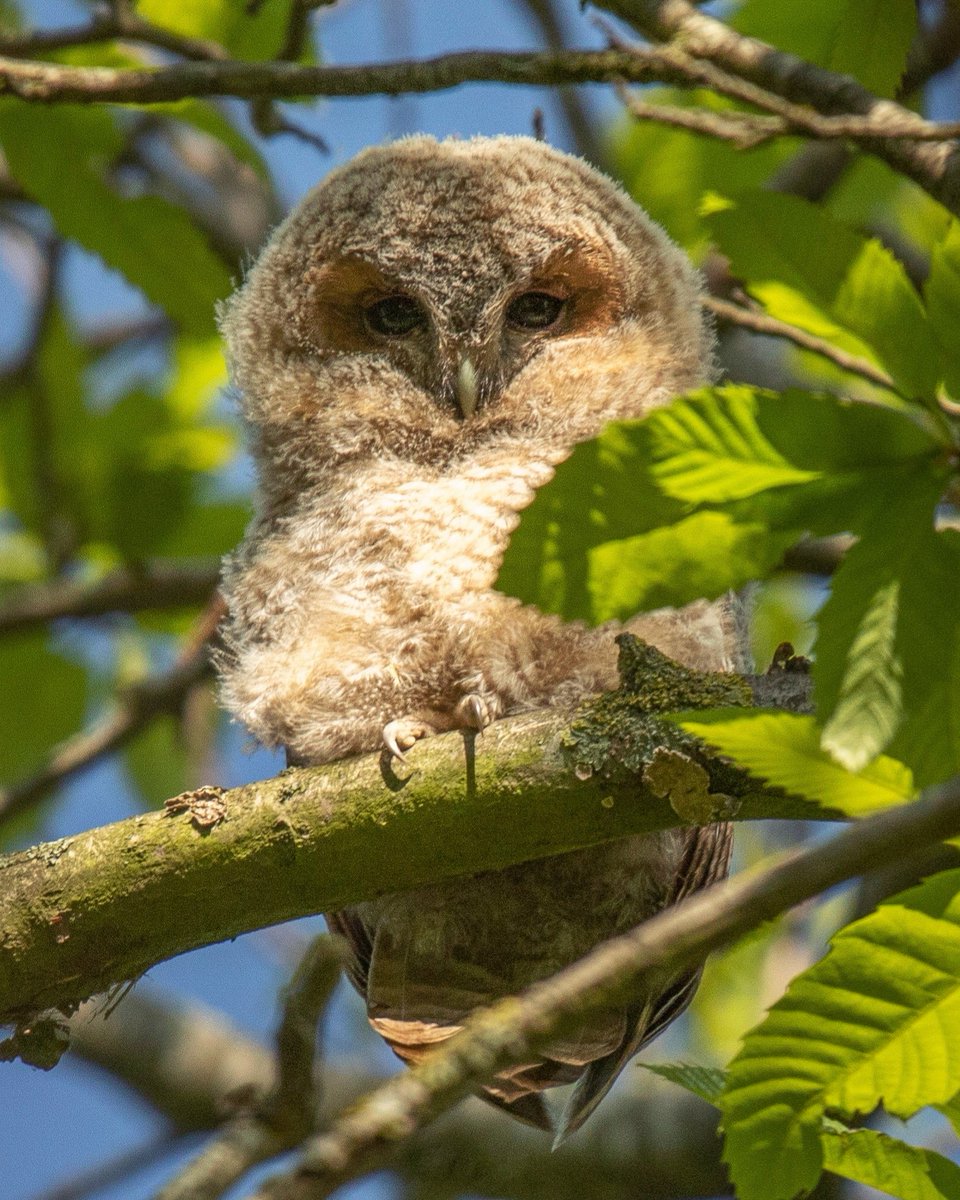 Rosie B Wild tweet media