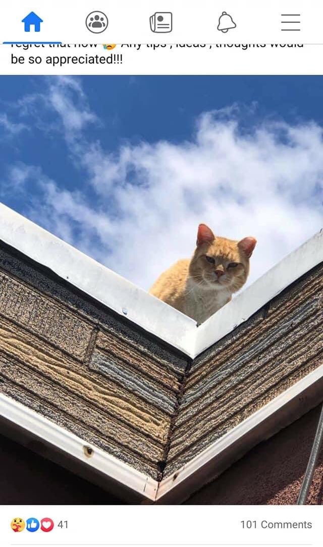 michaelhanisco's tweet photo. Currently glued to the Facebook saga of a cat stuck on a South Philly rooftop since March(!)
Multiple groups now scrambling to rescue Magic. #SaveMagic https://t.co/x6CjPLnmH2
