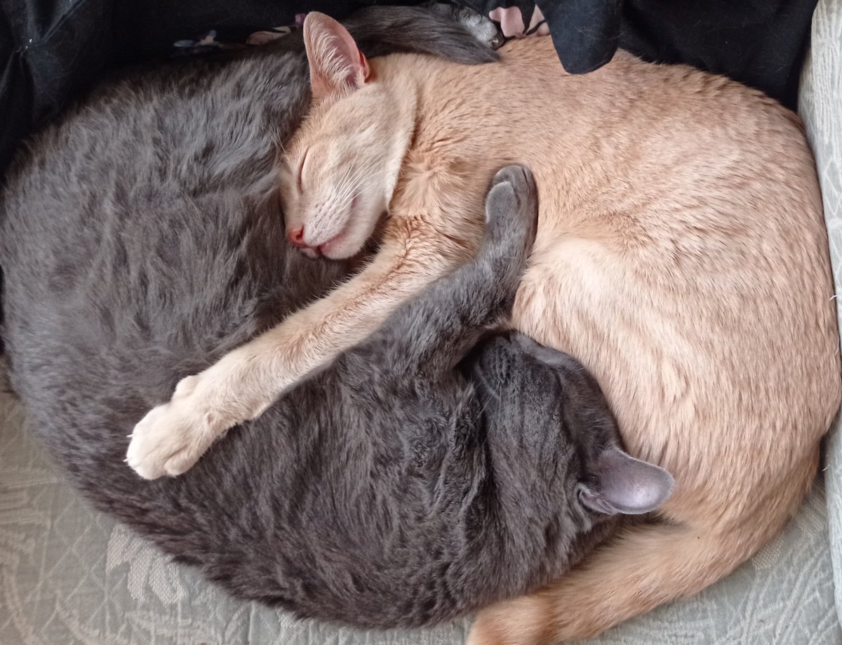 LadyDarkRainbow's tweet photo. @tusubeselnivel Siestecita de mis bbs!!!! https://t.co/Hi9y47xvec