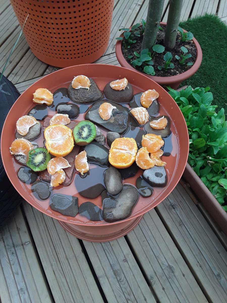 AoRpreschool's tweet image. Kingfishers have been busy today making a drinking and food station for butterflies for #30DaysWild and #RSPB_learning school challenge.
#KingfishersClass #RiverSchool #outdoorlearning