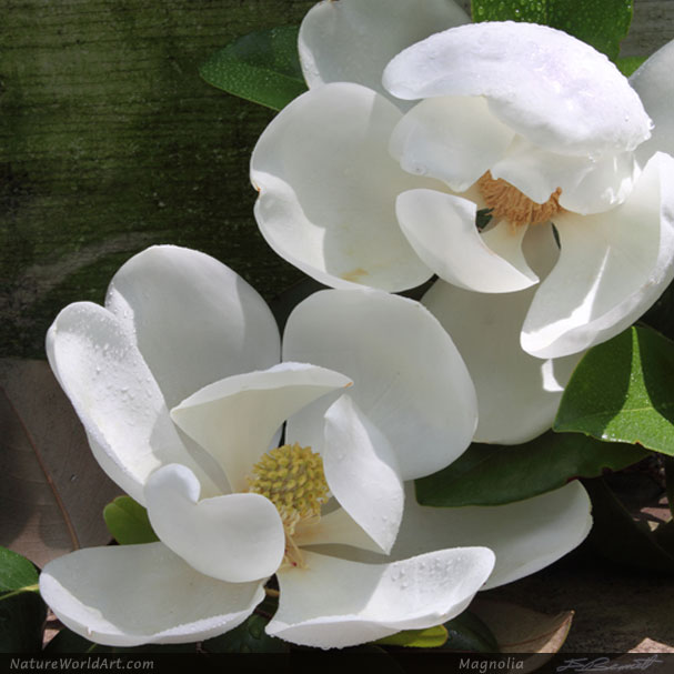 #ThursdayMorning #ThursdayVibes :: Magnolias An ancient 95 million year old genus predating bees. There are no petals or sepals, instead tough tepals protected flowers from damage of pollinating beetles. #Flowers #Gardening #Artist #Nature #Posters >> bit.ly/NatWArtP