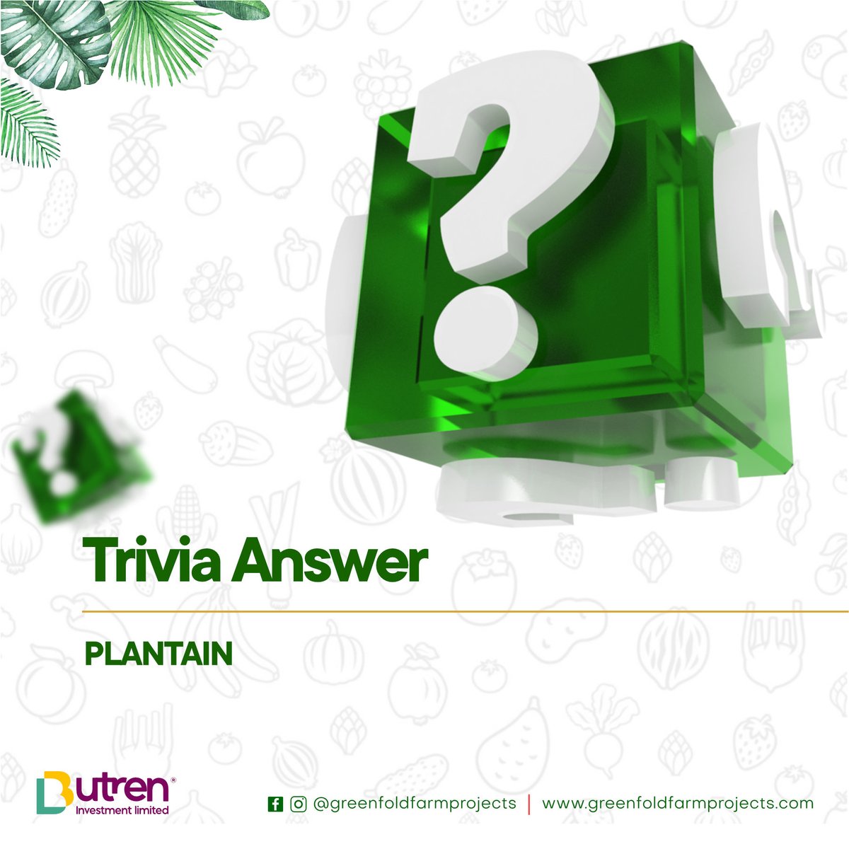 Greenfoldfarm's tweet photo. Thursday Trivia!

The answer is plantain, plantains grow in bunches and they are also known as hands.

#investment
#veggies
#vegetable
#foodie
#farminvestment
#investment
#agric
#invest
#agriculturalinvestment
#agrotech
#motivation
#lagosfarms
#foodie 
#june
#greenfoldfarm https://t.co/15b7ShbxKq