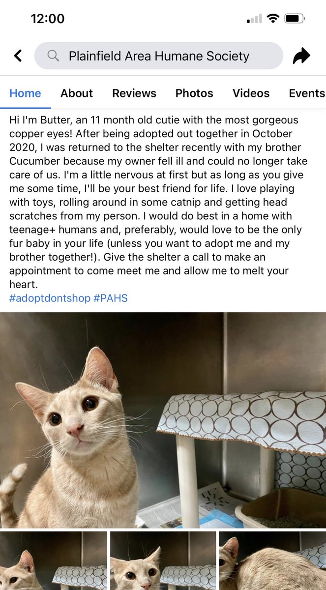 ARMYofOT7's tweet photo. FYI: this is Butter
#Plainfield
#AdoptButter
#StreamButter https://t.co/hVnFFD8Zcz