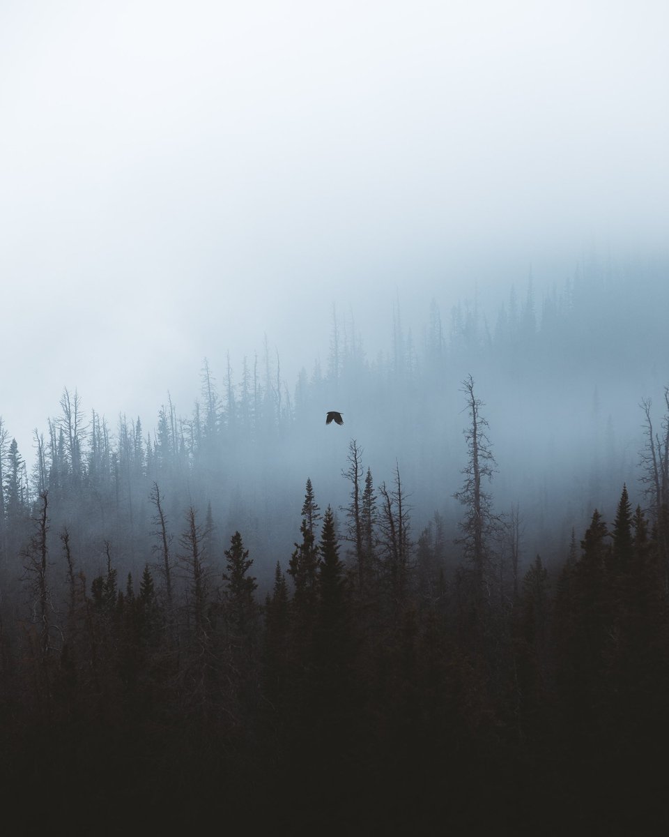 inthemeadow's tweet photo. as the crow flies https://t.co/dgpm8mwL0W