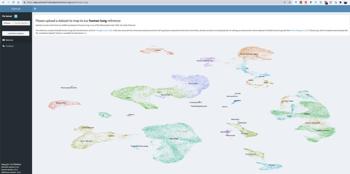 We're excited to release an Azimuth reference of human lung! Upload a counts matrix from healthy or diseased tissue, and Azimuth will automatically map to our reference, visualize, annotate, and find biomarkers. Try it out for lung and 5 other organs at azimuth.hubmapconsortium.org