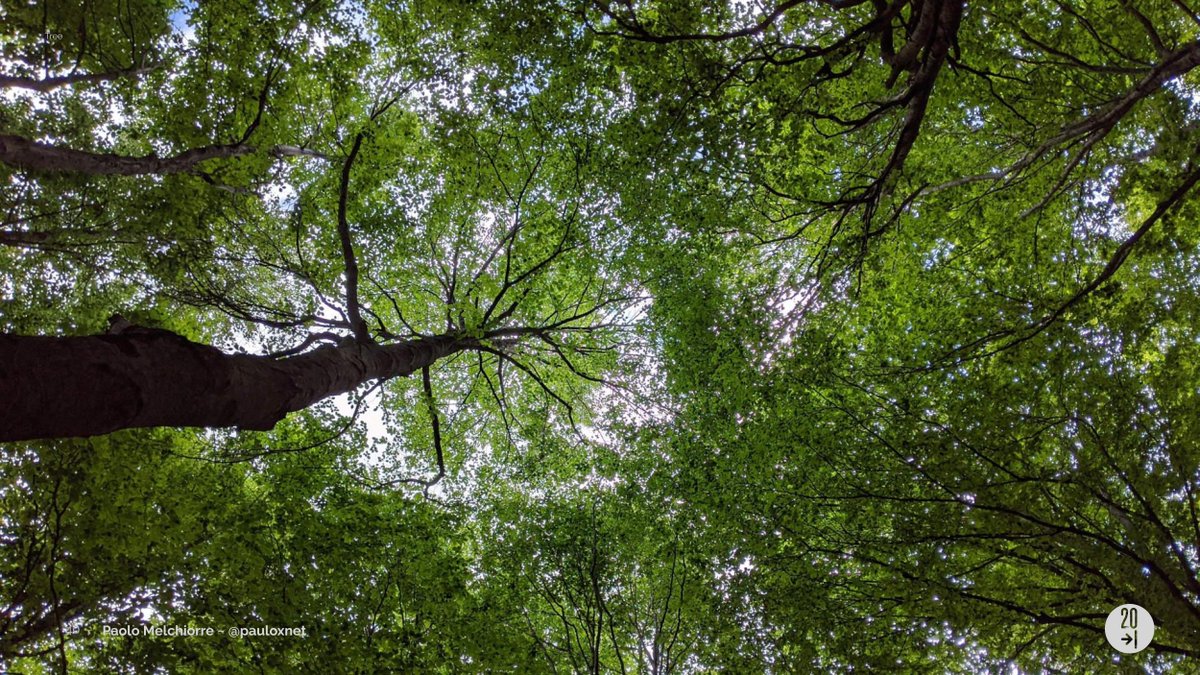 pauloxnet's tweet photo. Here are some photos presented in the slides and that accompanied us during the #talk πΌοΈπΈ
I took this photo in my #trip or at #conferences and I used them to speak about #trees #array #fulltextsearch #uuid #pgcrypto #sprints #djangocon #europython
CC @DjangoConEurope https://t.co/pf80JwFrkh