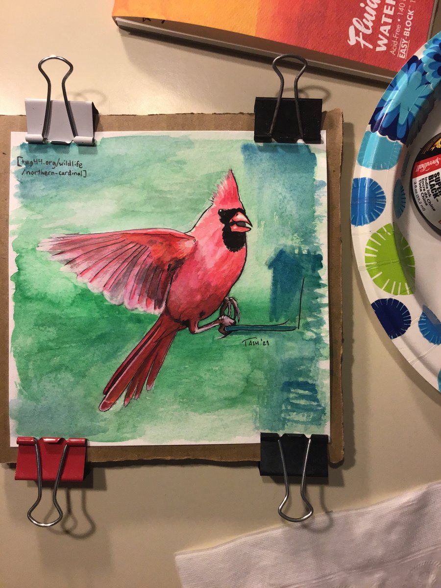 artoftash's tweet photo. I finished all the #bird squares, but I have been very lazy with posting the past week so they are building up. (again this is a copy sketch of a photograph so credit of the reference has been noted.)

#wildlife #nature #cardinal https://t.co/48IUY91hEM