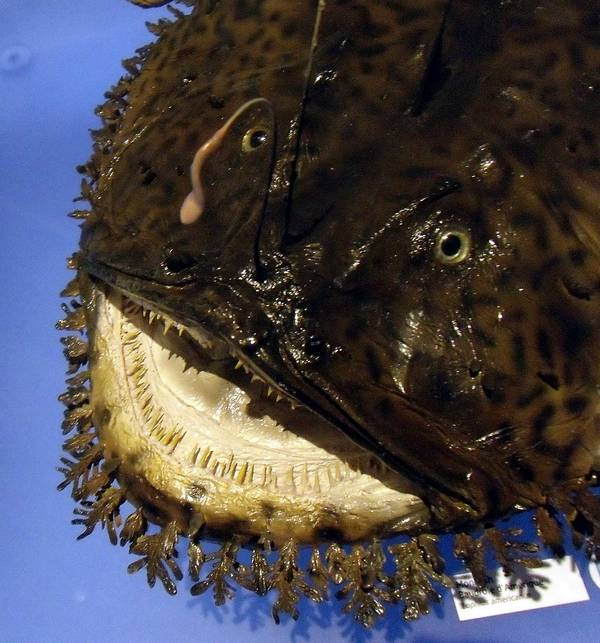 skumbriaa's tweet photo. Monkfish, or anglerfish, is a predatory sea bottom fish that belongs to the class of ray-finned fish. These are rather large predatory fish that live on the bottom and reach a length of 1.5-2 meters. The monkfish weighs 20 or more kilograms. https://t.co/yubgqxUJS0