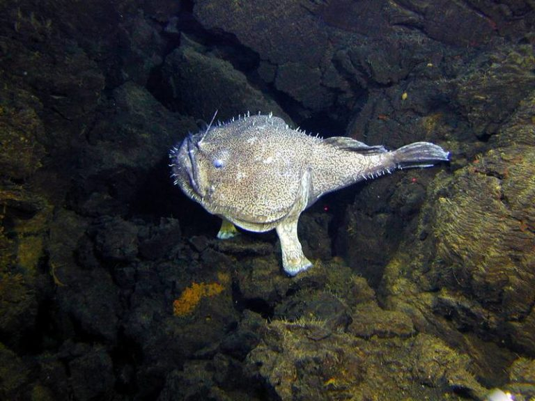 skumbriaa's tweet photo. Monkfish, or anglerfish, is a predatory sea bottom fish that belongs to the class of ray-finned fish. These are rather large predatory fish that live on the bottom and reach a length of 1.5-2 meters. The monkfish weighs 20 or more kilograms. https://t.co/yubgqxUJS0