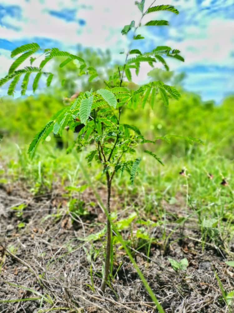 reforestosv's tweet photo. Una #sociedad #consciente y en evolución planta árboles, aún sabiendo que las posibilidades de sentarse bajo su sombra son mínimas, pero entendiendo que las futuras generaciones necesitan más árboles!

¡#ElSalvador necesita más #árboles!
#ReforestoSV #Reforestacion #MedioAmbiente https://t.co/cbmYfQGL57