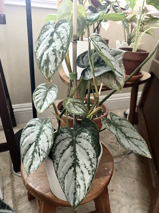 28 Incredible Philodendron Brandtianum Care Tips You Should Know Two Peas In A Condo