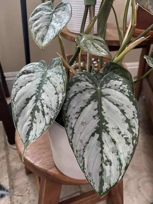 28 Incredible Philodendron Brandtianum Care Tips You Should Know Two Peas In A Condo