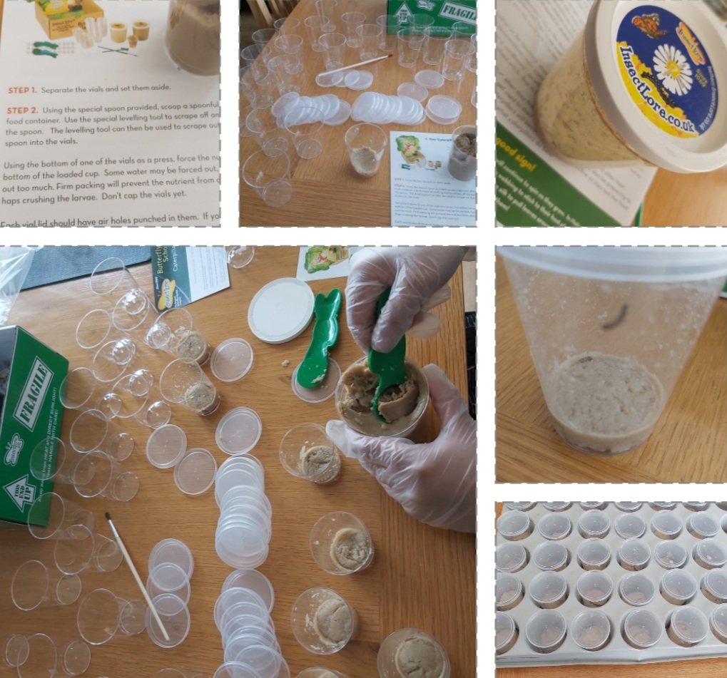 Miss Fazil is getting the caterpillars ready for Monday! Exciting!!!!! <a href="/miss_doal/">Miss Doal</a> <a href="/mhickin_eyfs/">Miss Hickin</a> #insectlore #EYFS #EricCarle #theveryhungrycaterpillar