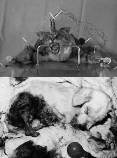Leopardette1's tweet photo. In the name of science....People, raise your voices. Say NOOOOO! https://t.co/8UGsQhhLml
