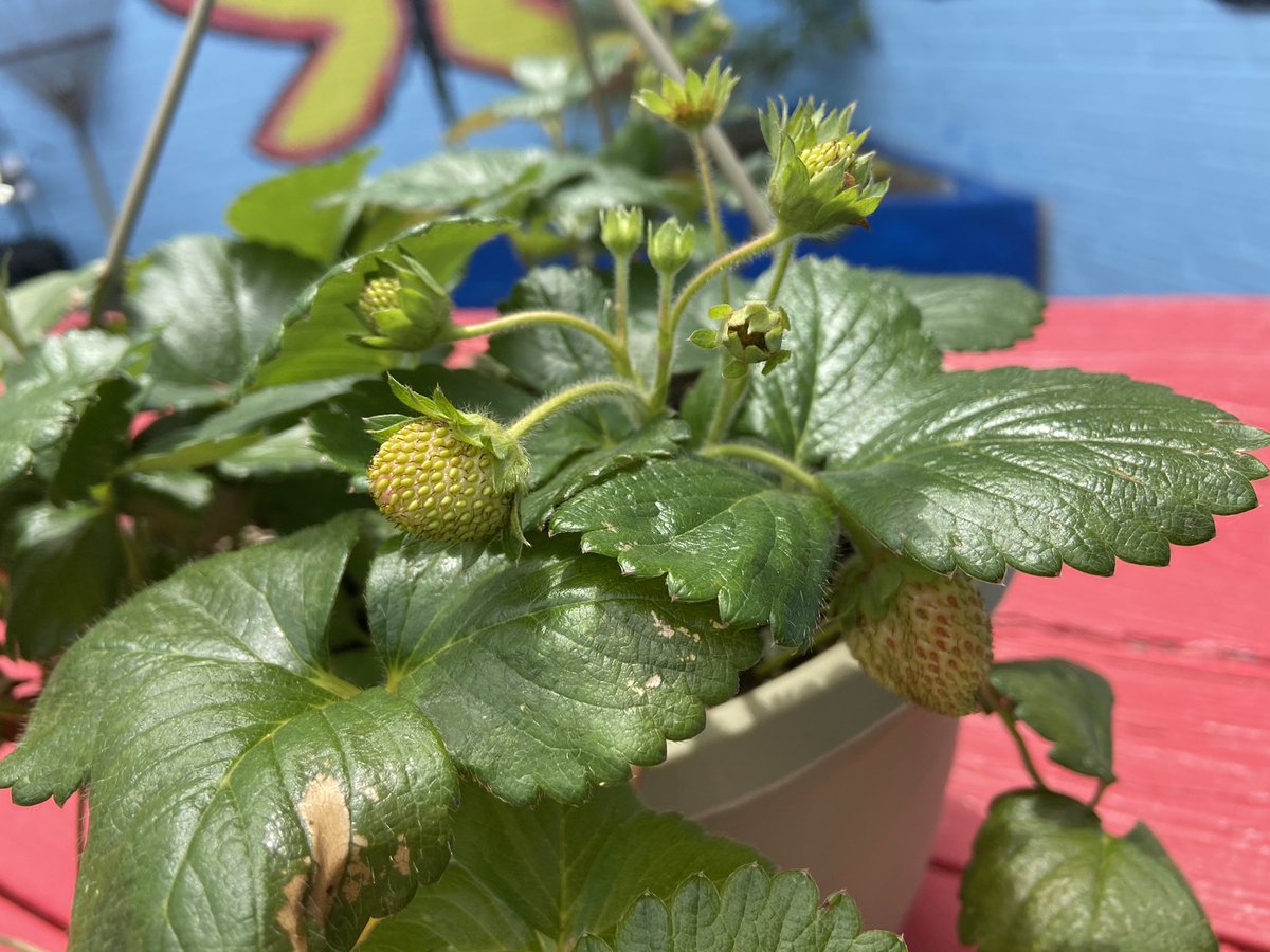 PDLadyConsults's tweet photo. 🍅🍓Our garden 🪴 is growing! 🍓🍅
#PEWProud
#GreenSchool♻️
#gardenlife
#tomatoes🍅 #peppers🌶 #basil🌱 #strawberries🍓 #radishes #marigolds🌼
#environmentaleducation
#OutTeach
#OutdoorLearningLab @PewWildcats @OutTeachEd_NCR @Lowes @PGCPSImmersion https://t.co/zONhBVW6Ws