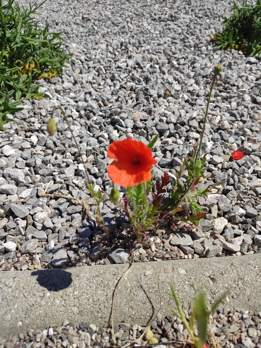 Truepicasso's tweet image. #poppy