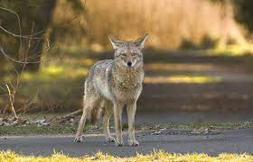 Haotian91763770's tweet photo. "The suppression of wolves caused the population of coyotes to increase, which meant that they fed excessively on other species to the point of risk of endangerment (Ripple et al. 78)." #39canimals https://t.co/TjulCtAuiB