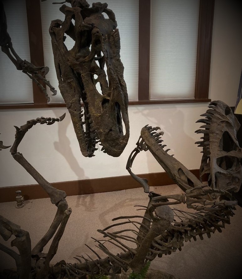 Dino Days has officially opened for the summer!
The admission fee is $5.00 for anyone over the age of 5. Under 5 is free as well as service members.