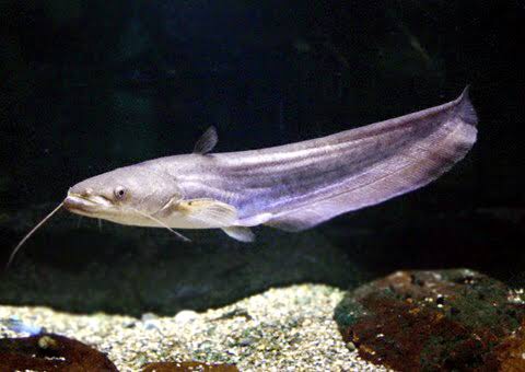 ぜぜ子 42 ビワコオオナマズという淡水魚がいる 名前の通り滋賀県の琵琶湖の他 瀬田川にも在住 最大1 2mとイトウに次いで国内淡水魚の中で最大級 ブラックバスや鯉といった大型の外来種も喰らう琵琶湖の食物連鎖の頂点にも立つ どうぶつの森