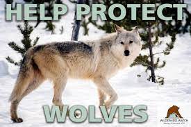 Haotian91763770's tweet photo. "Conservation education campaigns can reduce demand for the species and lead to a positive change of deeply rooted hunting cultures in the US #39canimals https://t.co/YyFIlIril6