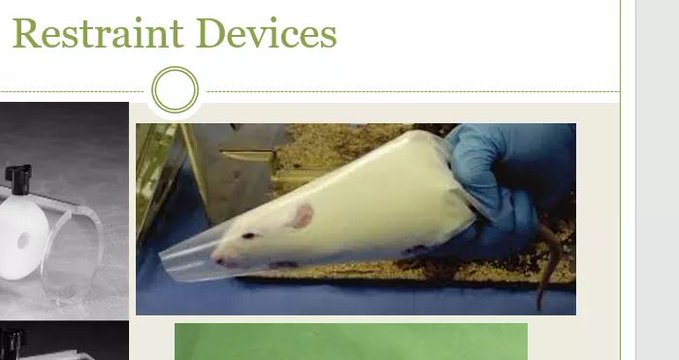 *squeezes rat onto a cupcake like you would vanilla icing*