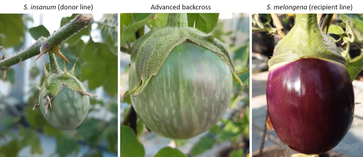 SOLbreeding tweet media