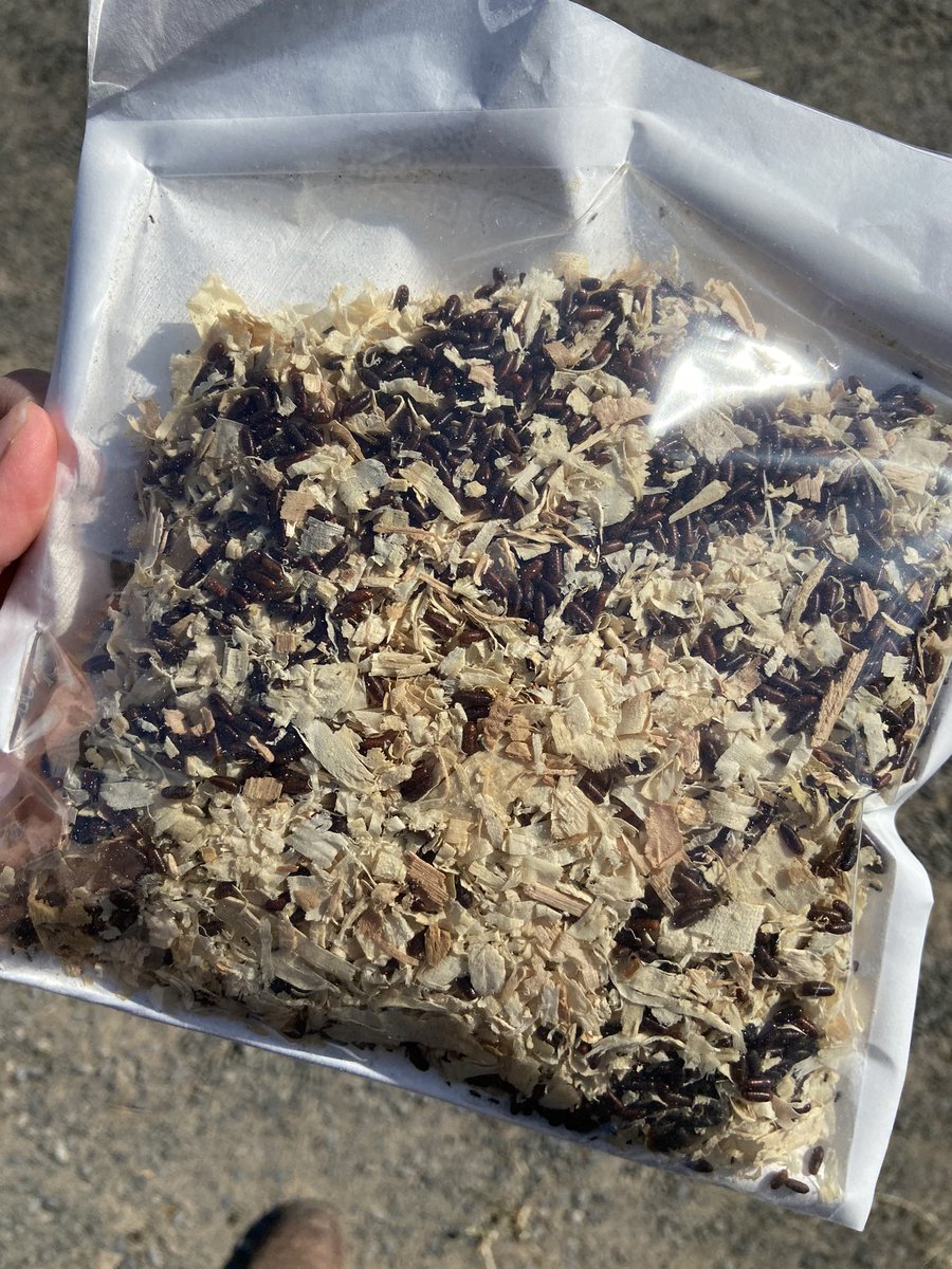 RileyHilleWheat's tweet photo. Month 2 of trying out biological control for the farm flies. So far, we’re all pretty impressed. They usually cover my white mare. She appreciates not needing a fly sheet in this hot weather. @SpaldingLabs https://t.co/naqhsG5zPD