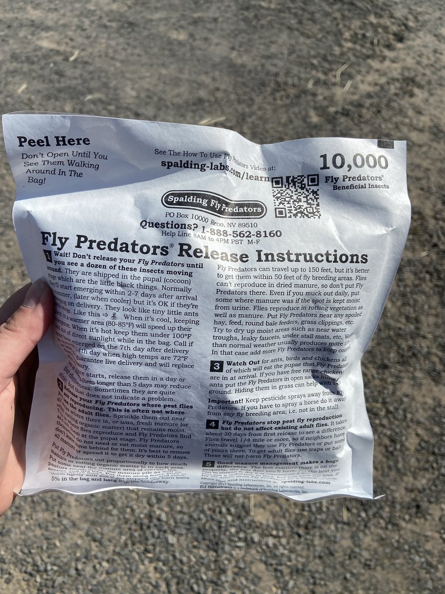 RileyHilleWheat's tweet photo. Month 2 of trying out biological control for the farm flies. So far, we’re all pretty impressed. They usually cover my white mare. She appreciates not needing a fly sheet in this hot weather. @SpaldingLabs https://t.co/naqhsG5zPD