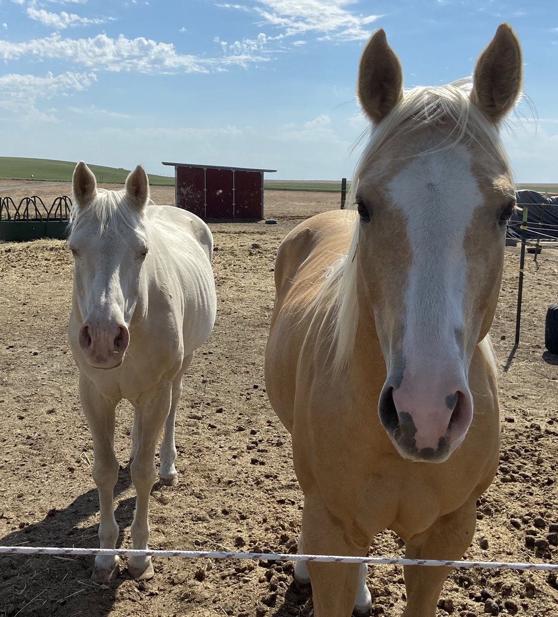 RileyHilleWheat's tweet photo. Month 2 of trying out biological control for the farm flies. So far, we’re all pretty impressed. They usually cover my white mare. She appreciates not needing a fly sheet in this hot weather. @SpaldingLabs https://t.co/naqhsG5zPD
