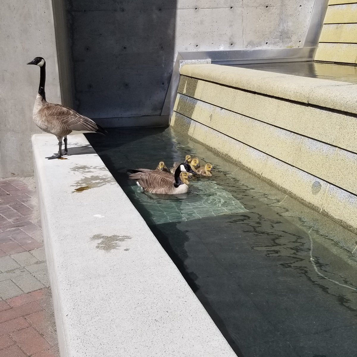 BacksinAction's tweet photo. Local Goose family turns heads while cooling off in a nearby fountain!
#geese #gosling #fountain #backsinaction #renfrew #vancouver #spring #summerheat #coolingoff https://t.co/9oy7lzJyDh