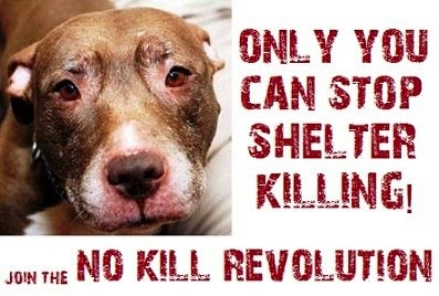 antonia_39c's tweet photo. "A petition to stop the murdering of dogs can also help educate others about [euthanasia] and possibly change their minds. Once there are enough signatures, it can demonstrate...that something needs to change in order to end such inhumane methods and save all dogs."
#39canimals https://t.co/RMxkjzX1sX