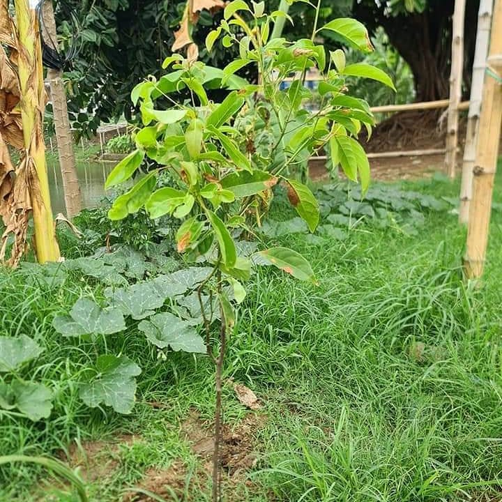 shapon2point4's tweet photo. "প্রতিষ্ঠাবার্ষিকী বা জন্মবার্ষিকী, কেক কেটে উদযাপন নয়, এমন কিছু করে দেখাও যা জাতির জন্য কল্যাণকর হয়" এই প্রতিপাদ্য নিয়েই প্রতিবার পালিত হয় বিডি ক্লিন এর প্রতিষ্ঠাবার্ষিকী।
#বিডি_ক্লিন #BD_Clean
#Dream_to_Clean_Bangladesh
#পরিচ্ছন্নতা_শুরু_হোক_আমার_থেকে https://t.co/YWHVzQ6621