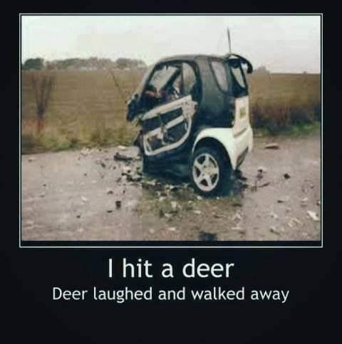 Have you ever hit a deer? #gamehye #adventure