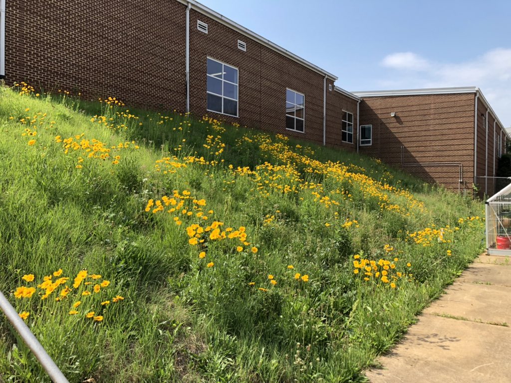 Our leafcutter bees are thriving!! <a href="/CATEChs/">CATEC</a> <a href="/kjellstrom/">Willy Kjellstrom</a> <a href="/kdudley03/">Katina Dudley</a>