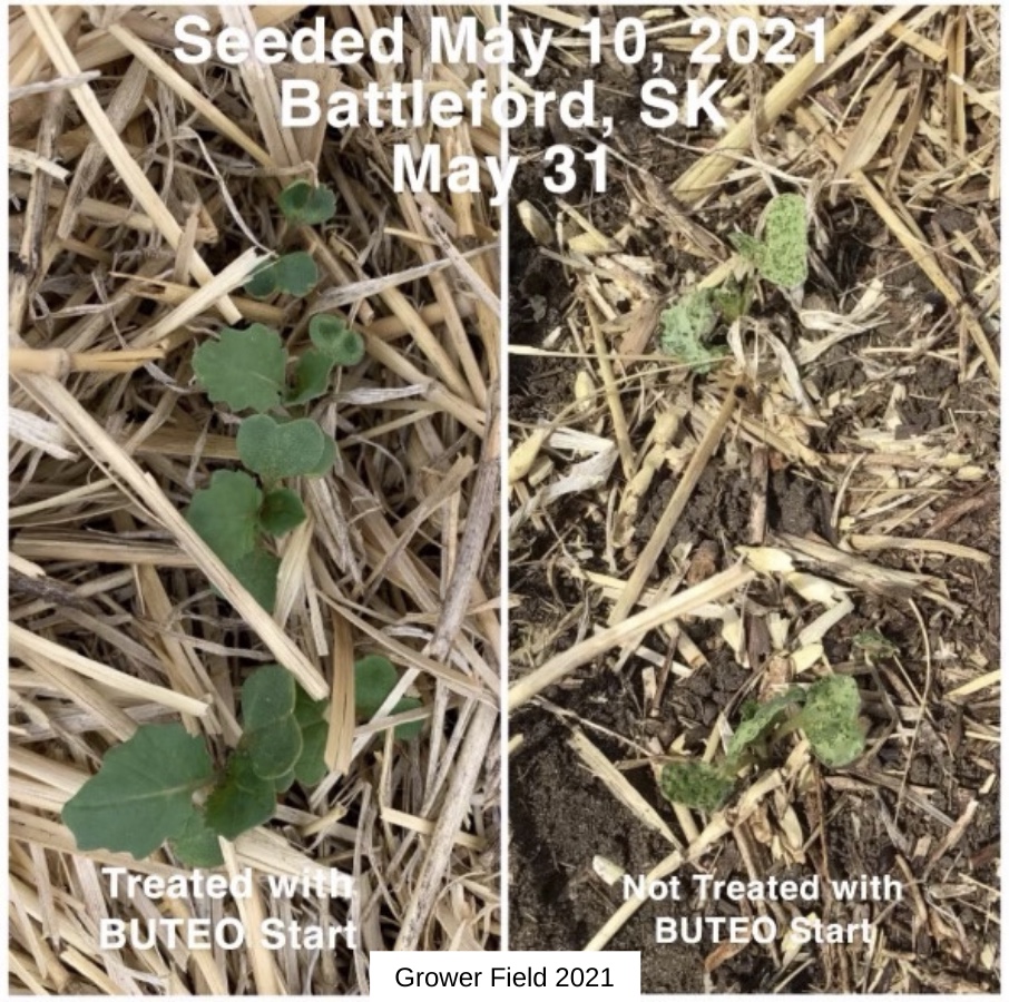 BUTEO start is here to put the boot to flea beetles. 🙅‍♂️ Need proof? Search #BUTEOstartAdvantage and check out these pics to see how BUTEO start can make a difference from day one. For more information visit buteostart.ca