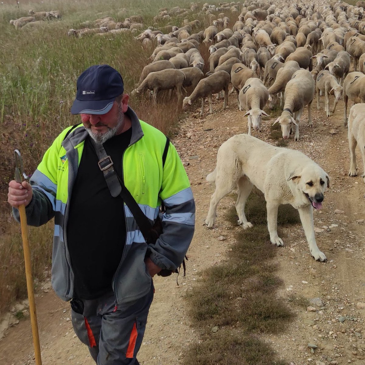 GOOvinnova's tweet photo. Este es Diego, uno de los #pastores que acompaña y atiende el rebaño 🐑🐑🐑🚶‍♂️, en la jornada 20, ya por la provincia de #Valladolid,  hoy atravesando #MedinadelCampo, antiguo gran mercado de la lana merina.
#trashumancia #pastoralismo #transhumance https://t.co/4GCZ4zKxSl