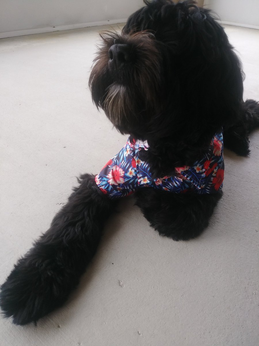 princessharumi_'s tweet photo. #ANITWTSD except it's my puppy~ 🌺🌺🌺 https://t.co/9VseNaKbU1