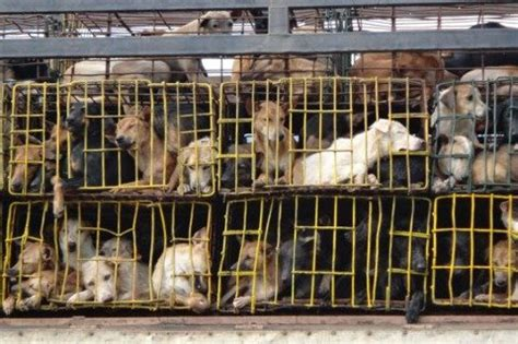 中国の深セン（Shenzhen）と珠海（Zhuhai）は昨年4月、中国の都市としては初めて犬肉食を禁止した。中国政府に #ユーリン 犬肉祭/国内で #犬肉 を全面禁止するよう求める/HSIによる署名活動！
#玉林 #Yulin #DogMeat #DogMeatTrade 
👉action.hsi.org/page/81273/act…