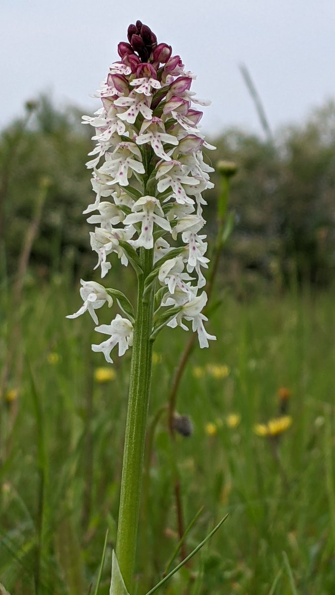 Mightychub's tweet photo. #BlacktoGreen #Maglimestone Big thank you to the heads up @IaianS. 1986 Roy Frost found 3 Burnt Orchids which never flowered again. 32 years of conservation & this beauty, half a mile away, is at its peak of perfection #Pittip @NickMoyes @ranger_foxtrot https://t.co/KLsWhJLWk8