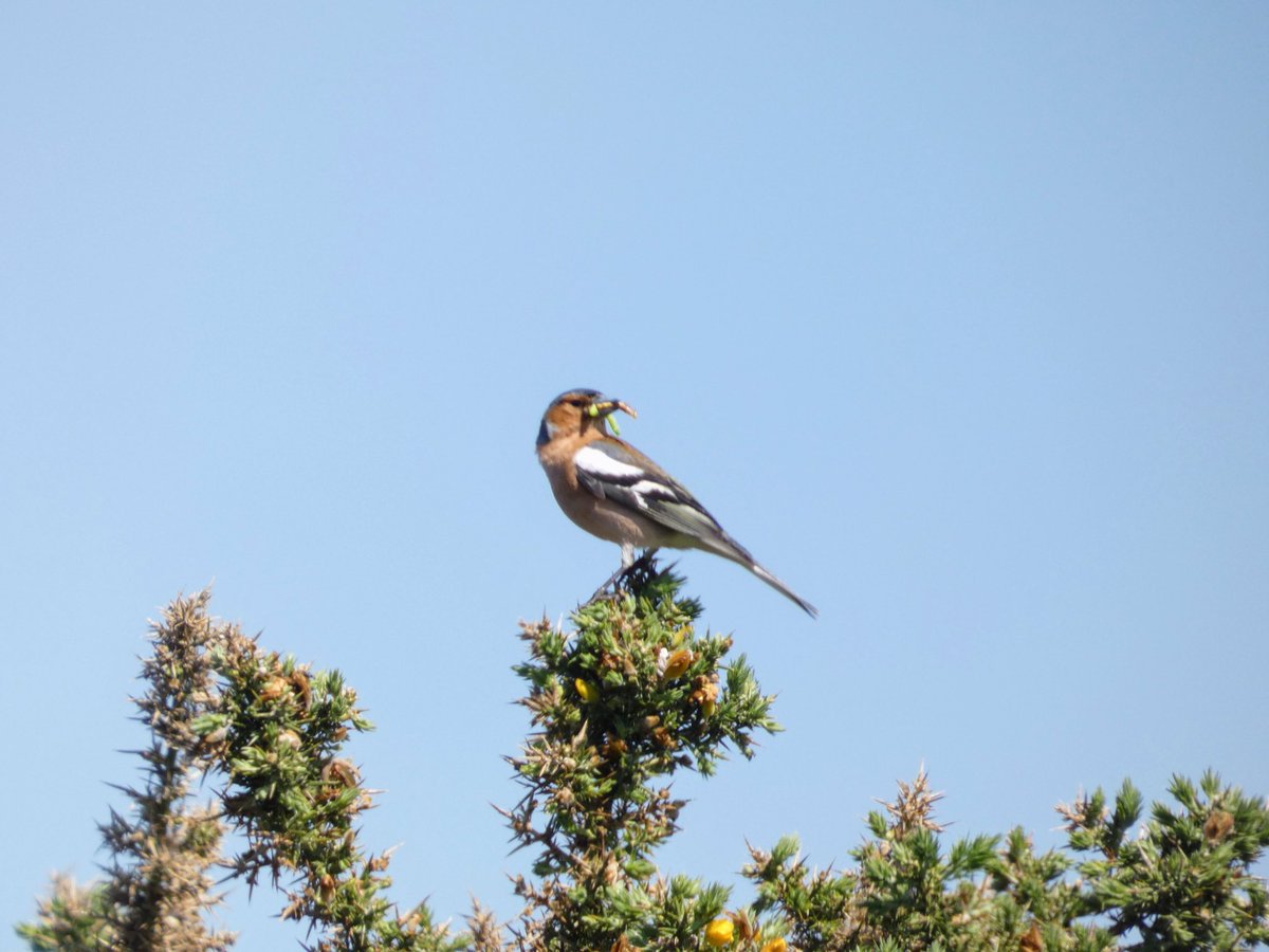 Chaffinch taking food home at minsmere <a href="/Natures_Voice/">RSPB</a> <a href="/BirdWatchingMag/">Bird Watching</a> @wildlife_uk <a href="/LumixUK/">Lumix UK</a>