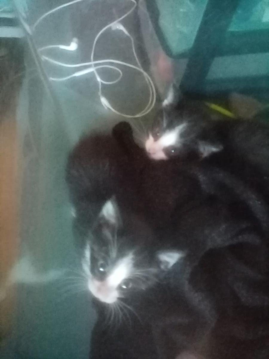 Mon humaine elle a trouvé 4 bébés chatons dans son lelycée ! Avec une collègue elle a réussi à attraper 2 des potichatons et les deux autres ils sont encore au lelycée