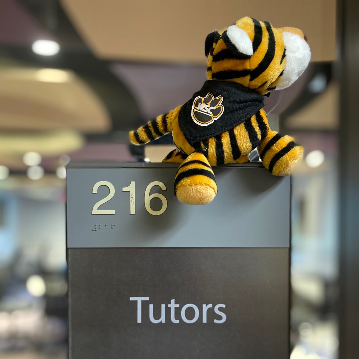 Holland_asc's tweet photo. Stripes checking in here!! Just wanted to let you all know that we are working real hard in the HASC this summer! Feel free to stop in anytime, even if it’s just to meet me! Find me in the library, room 216! #SmartyCats https://t.co/BThMhJZVlR