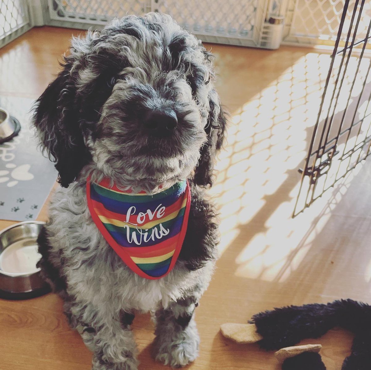 AlwaysAPearl's tweet photo. @ddlovato @dallaslovato This is my new pup Indie! She’s only 9 weeks old &amp; already SO excited to celebrate #pride  💕 #PrideMonth #PrideMonth2021 #puppy #DemiLovato #loveislove https://t.co/d0Q1RXrr96